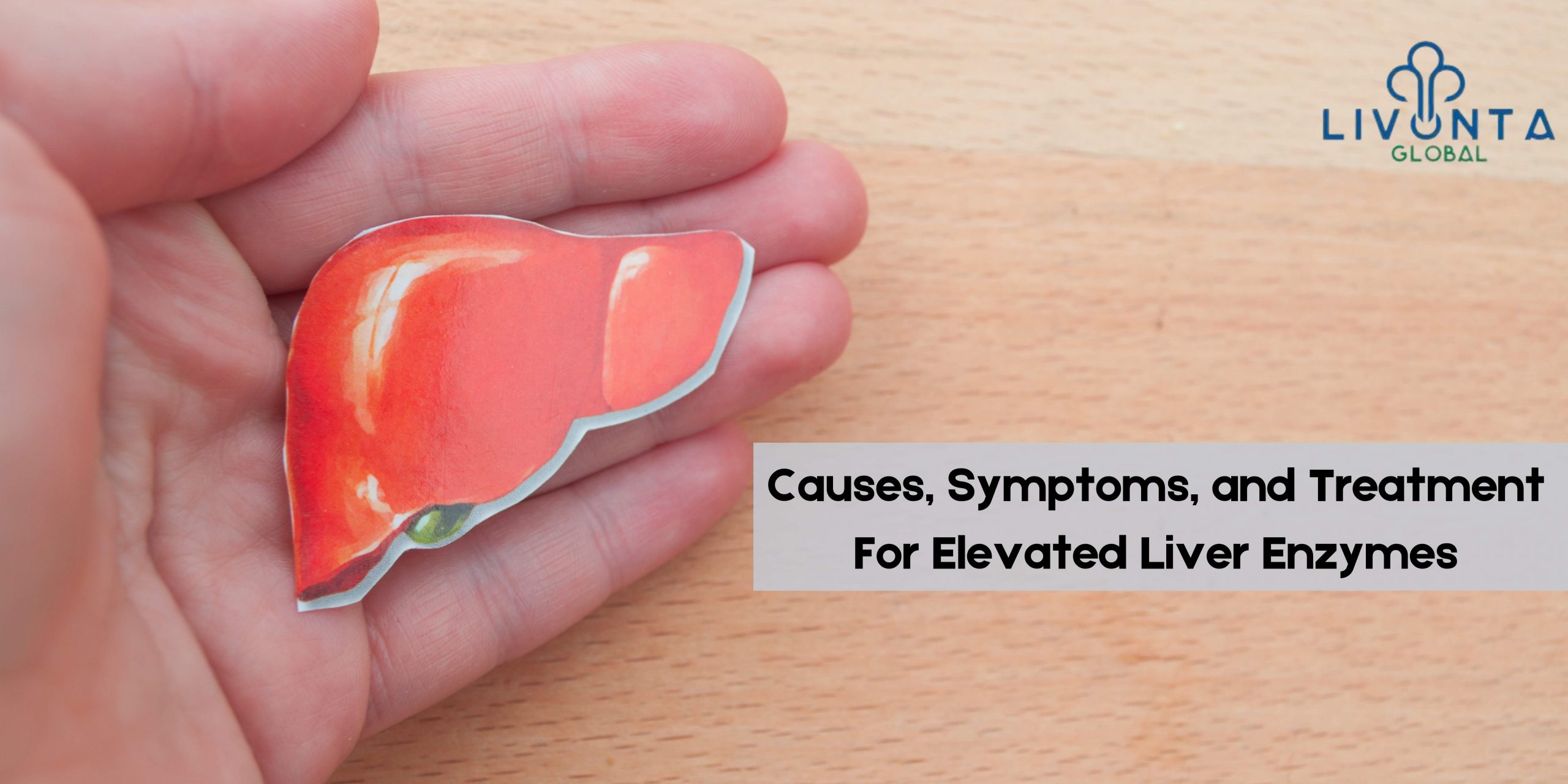 Causes Symptoms And Treatment For Elevated Liver Enzymes Livonta 